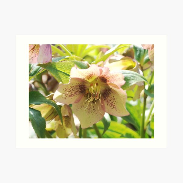 Pink Hellebore Art Print
