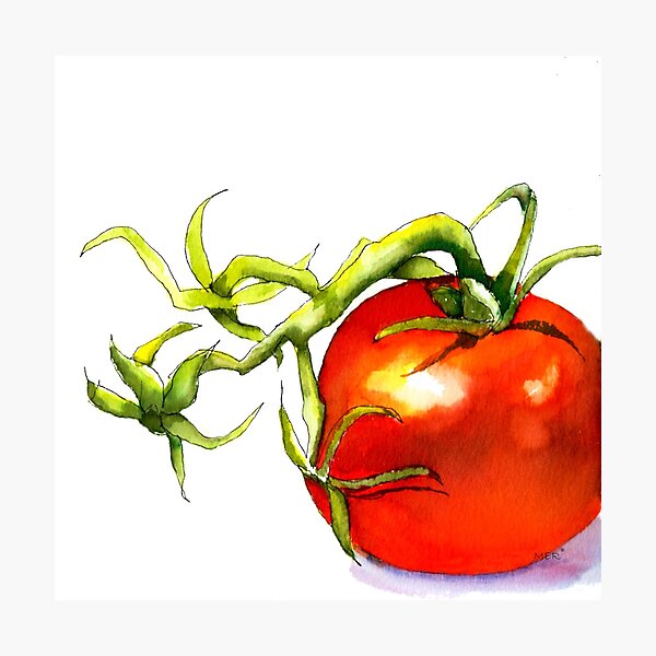 Artikelvorschau, Frische Tomate entworfen und verkauft von Mary Roff.