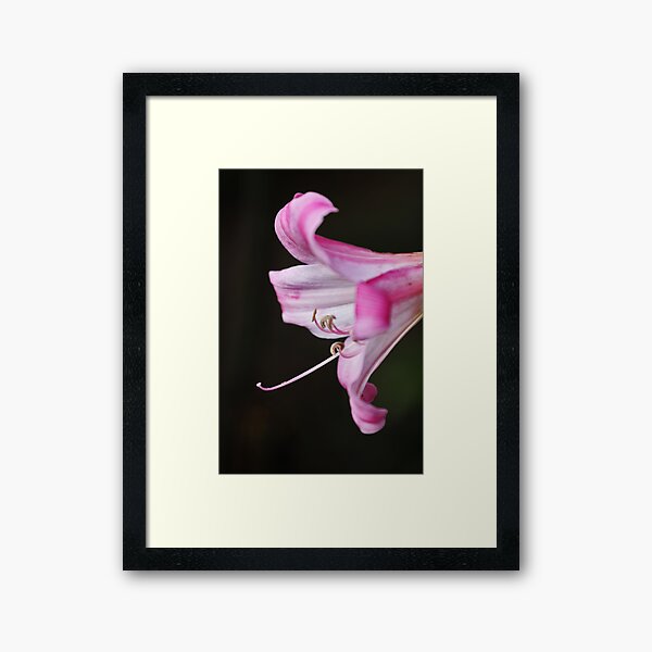 Screaming Pink Framed Art Print