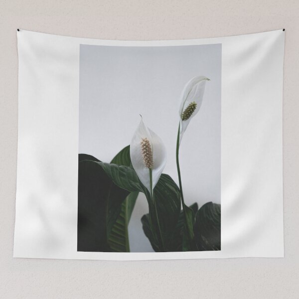 Item preview, Spathiphyllum, Spath, Peace lilies designed and sold by Cedric Urbany.