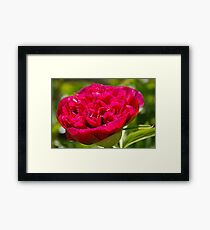 Peony Framed Print