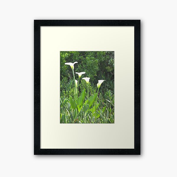 Item preview, Arum Lilies in the field near Darling designed and sold by Marie Theron.