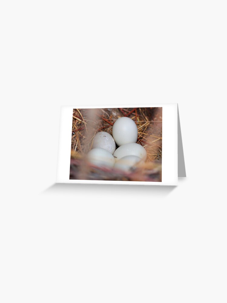 roadrunner eggs for sale