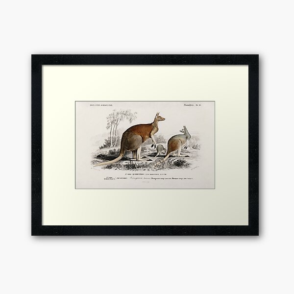 Item preview, Kangaroos vintage illustration  designed and sold by Vintage Designs +.