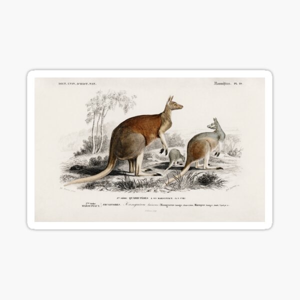 Item preview, Kangaroos vintage illustration  designed and sold by Vintage Designs +.