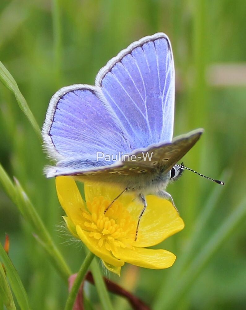 Blue Butterfly And A Buttercup By Pauline W Redbubble