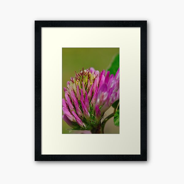 Untitled Framed Art Print