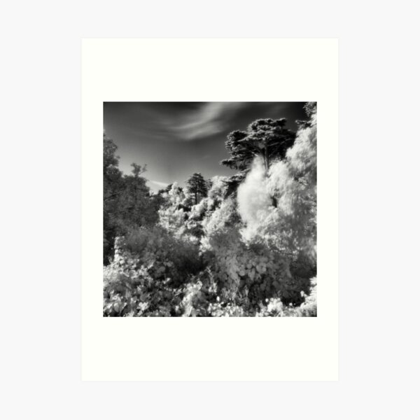 Strybing Arboretum, Golden Gate Park, San Francisco Art Print