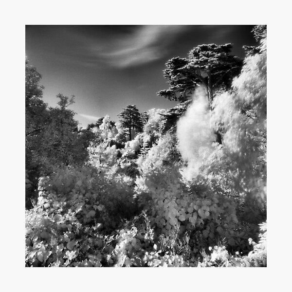 Strybing Arboretum, Golden Gate Park, San Francisco Photographic Print