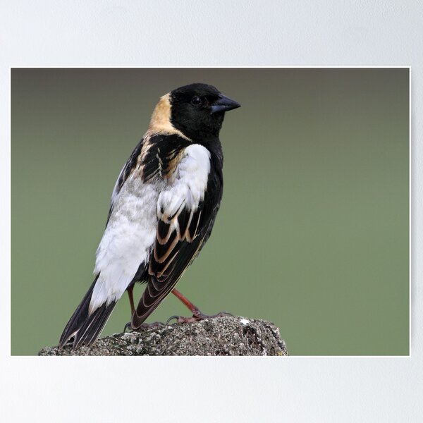Item preview, Bobolink On Green designed and sold by Gary Fairhead.
