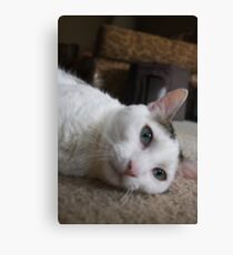 Kitteh Canvas Print