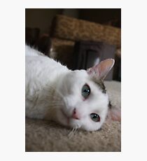 Kitteh Photographic Print