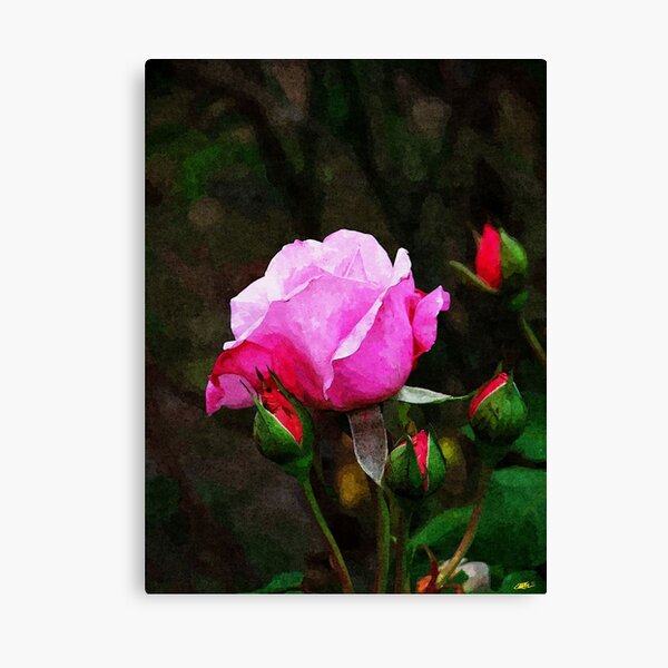 Pink Rose Oil Painting Canvas Print