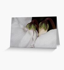 Cyclamen Greeting Card