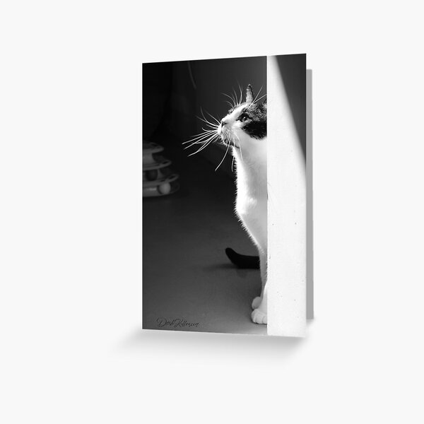 Chenzou the Cat Greeting Card
