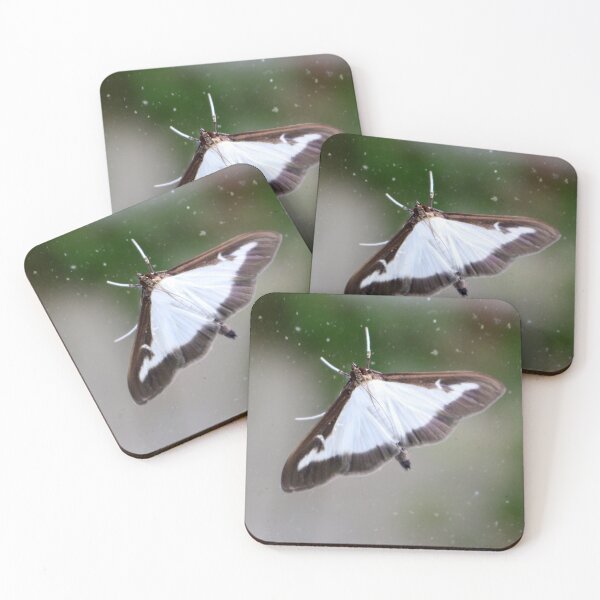 Item preview, Box Tree Moth designed and sold by pinkal.