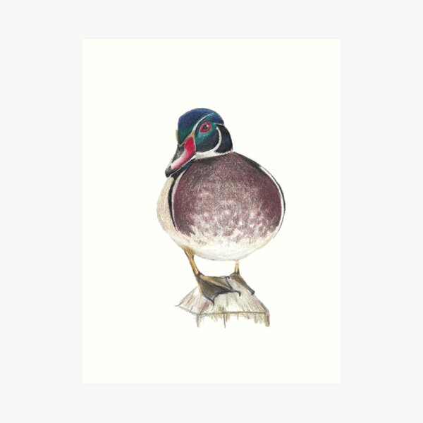 Wood Duck Art Print