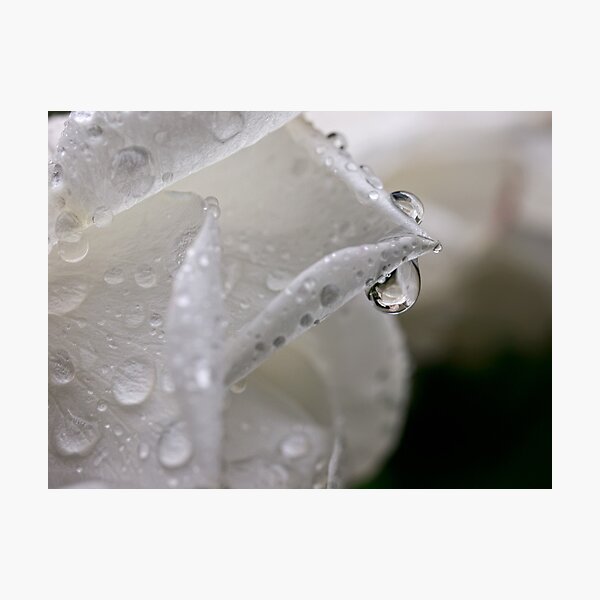Item preview, Raindrop rose refractions designed and sold by Art in Nature.