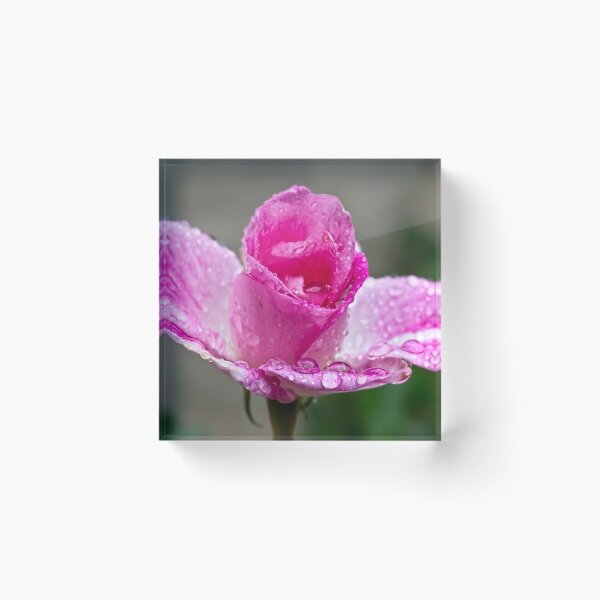 Item preview, Pink rose in the rain designed and sold by Art in Nature.