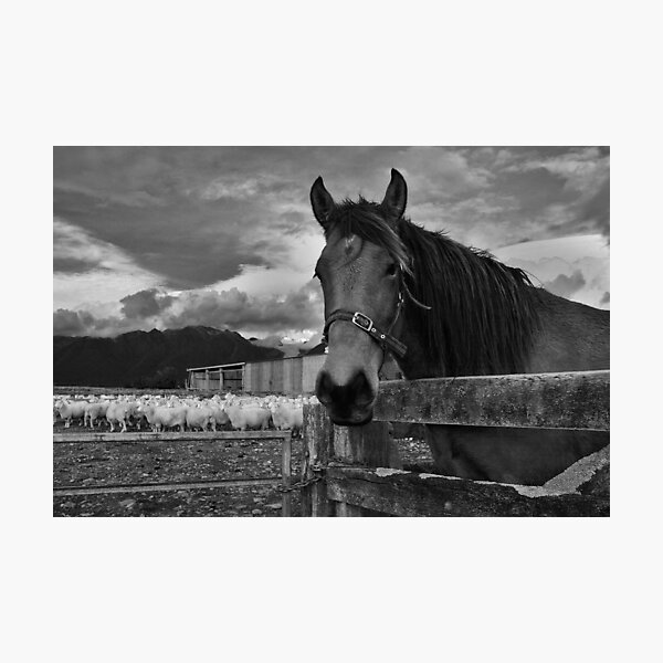 Item preview, horsey horse  fox glacier  south westland  nz designed and sold by rina sjardin-thompson.
