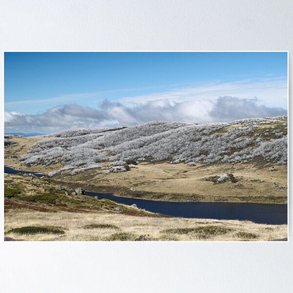 Item preview, Snow Gums, Falls Creek designed and sold by Jane McDougall.
