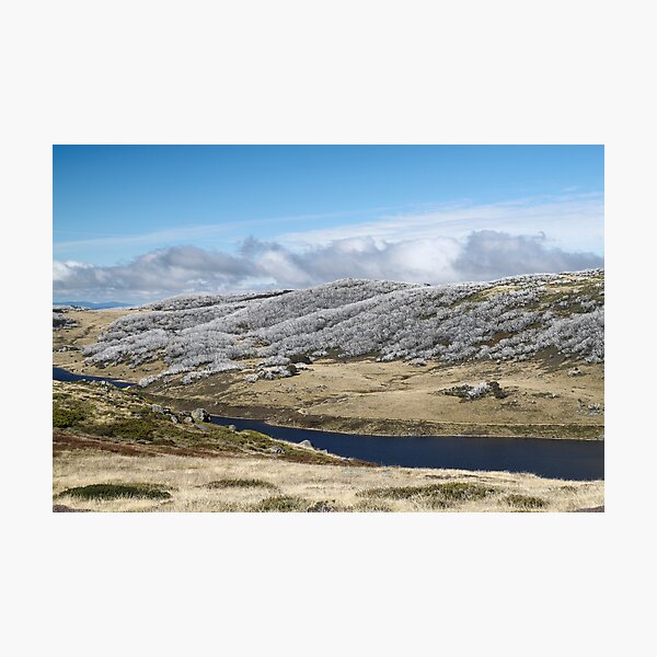 Item preview, Snow Gums, Falls Creek designed and sold by Jane McDougall.