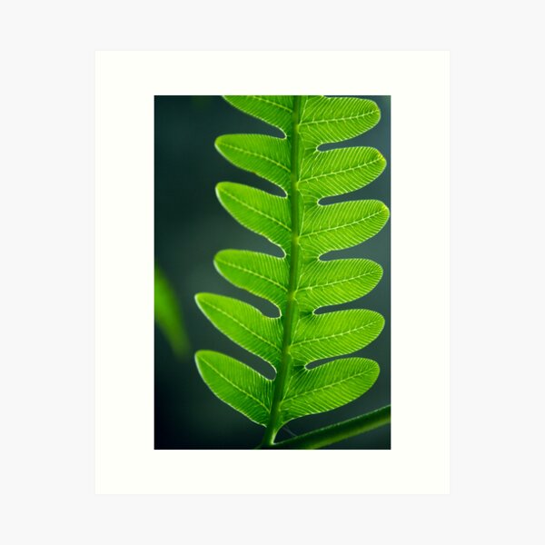 Item preview, fern fractal pattern designed and sold by lensbaby.