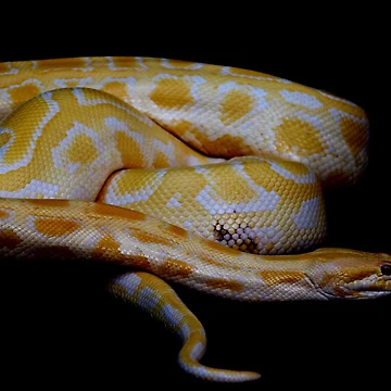 Artwork thumbnail, Yellow Python by oddoutlet