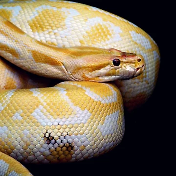 Artwork thumbnail, Yellow Python 2 by oddoutlet