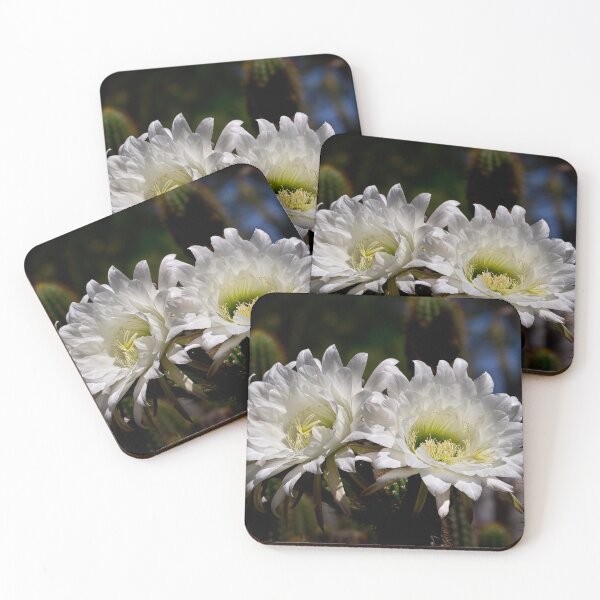 Item preview, Echinopsis twins designed and sold by Art in Nature.