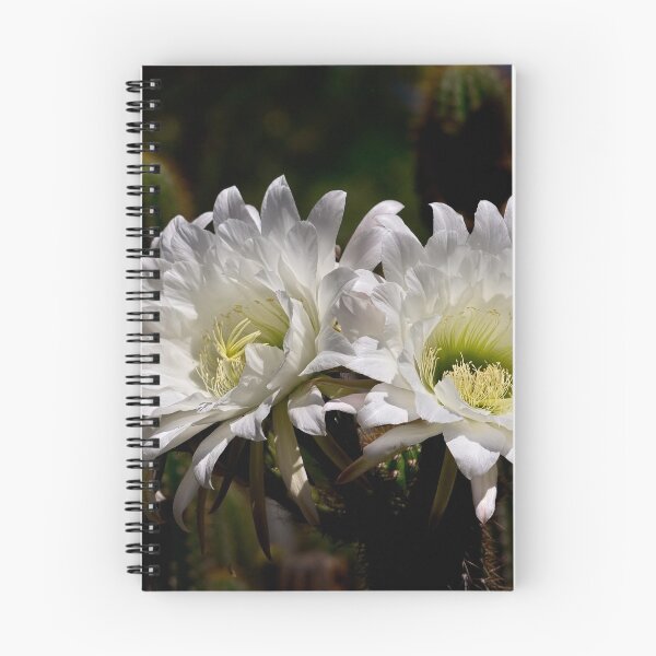 Item preview, Echinopsis twins designed and sold by Art in Nature.