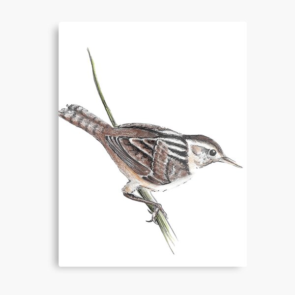 Marsh Wren Metal Print