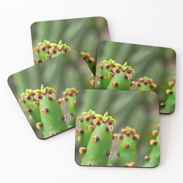 Item preview, Euphorbia from Madagascar designed and sold by Art in Nature.