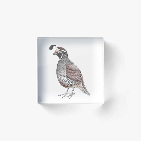 California Quail Acrylic Block