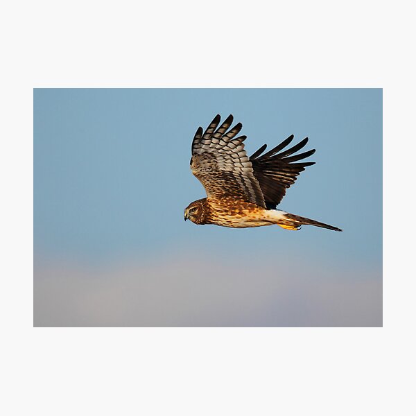 Item preview, Northern Harrier designed and sold by Rob Lavoie.