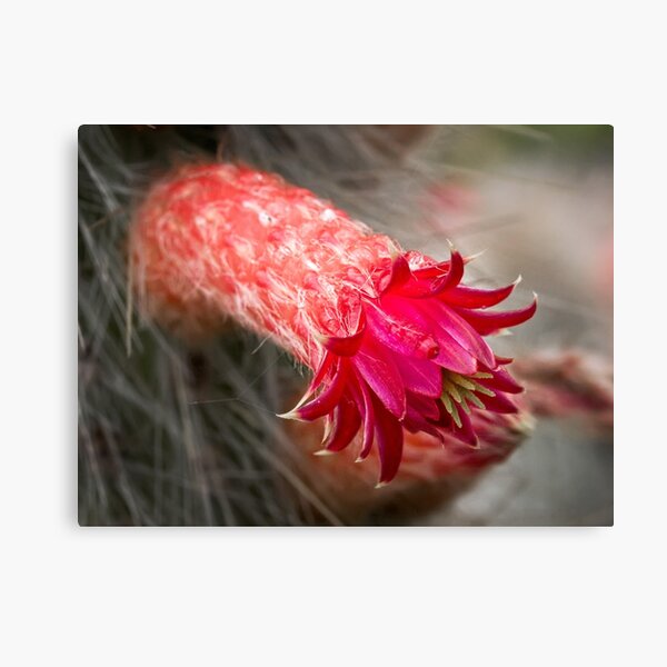 Item preview, Prickly beauty designed and sold by Celeste Mookherjee.