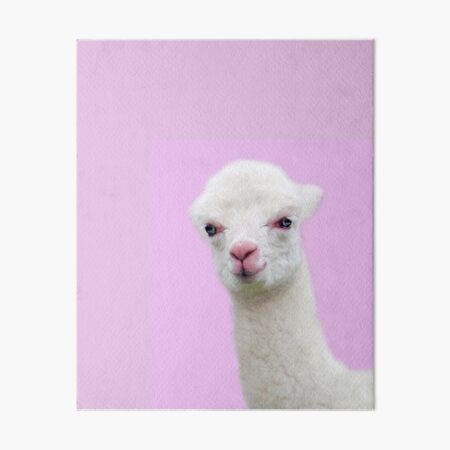 Baby Alpaca with pink background Art Board Print