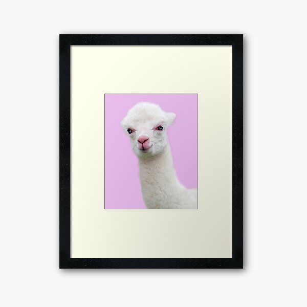 Baby Alpaca with pink background Framed Art Print