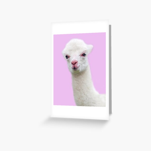 Baby Alpaca with pink background Greeting Card