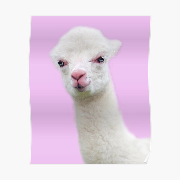 Baby Alpaca with pink background Poster