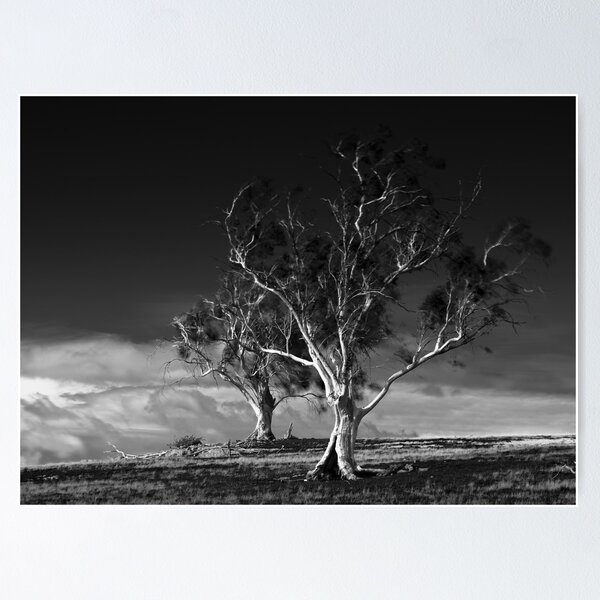 Two Trees, Ross, Tasmania Poster