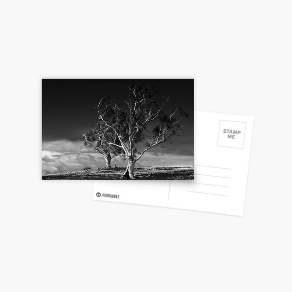 Two Trees, Ross, Tasmania Postcard