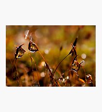 small world Photographic Print