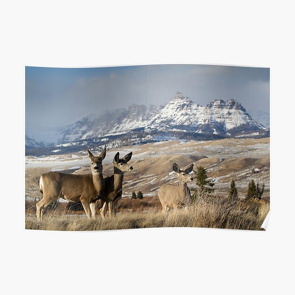 Ramshorn - What A Setting for These Blacktail Deer Poster