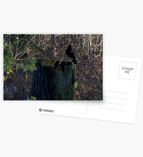 An Eye On You Postcards