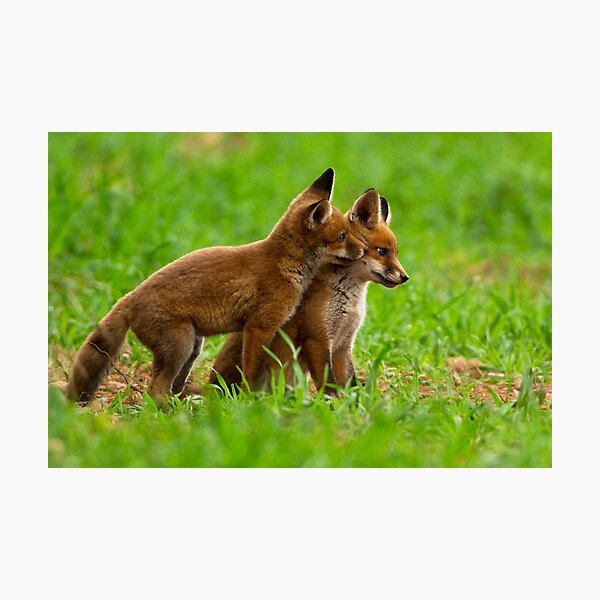 Cute Red Fox Cubs Fridge Magnet Stocking Filler Christmas Gift AF-11FM 