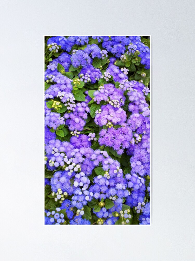 Purple Violet Blue Flowers Floral Texture Poster By Hiprincess Redbubble