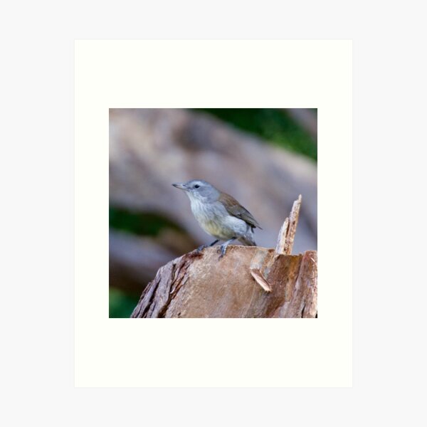 SHRIKETHRUSH ~ Grey Shrikethrush mCnSbSRL by David Irwin Art Print