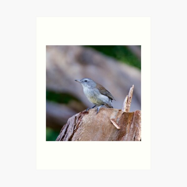 Grey Shrikethrush by David Irwin Art Print