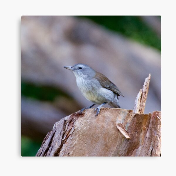 SHRIKETHRUSH ~ Grey Shrikethrush mCnSbSRL by David Irwin Canvas Print